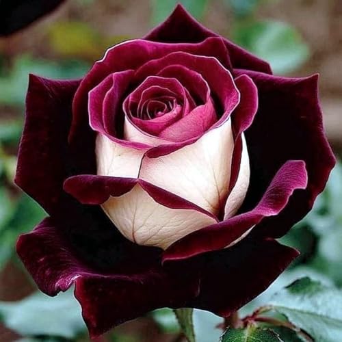 Selten Rosen-Rhizom, Überraschend wachsend, Winterhart Mehrjährig, Geeignet für Frühling und Herbst, Kein Gießen Erforderlich-1 Rhizom-G Selten Rosen-Rhizom, Überraschend wachsend, Winterhart Mehrjährig, Geeignet für Frühling und Herbst, Kein Gießen Erforderlich-1 Rhizom-G von KMIODS