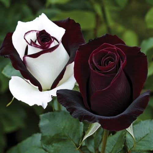 Selten Rosen-Rhizom, Überraschend wachsend, Winterhart Mehrjährig, Geeignet für Frühling und Herbst, Kein Gießen Erforderlich-2 Rhizom-A Selten Rosen-Rhizom, Überraschend wachsend, Winterhart Mehrjährig, Geeignet für Frühling und Herbst, Kein Gießen Erforderlich-2 Rhizom-A von KMIODS