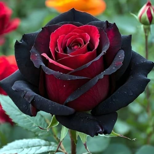 Selten Rosen-Rhizom, Überraschend wachsend, Winterhart Mehrjährig, Geeignet für Frühling und Herbst, Kein Gießen Erforderlich-2 Rhizom-F von KMIODS