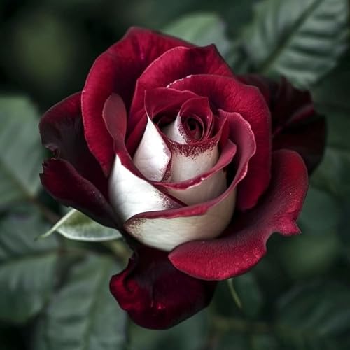 Selten Rosen-Rhizom, Überraschend wachsend, Winterhart Mehrjährig, Geeignet für Frühling und Herbst, Kein Gießen Erforderlich-4 Rhizom-C von KMIODS