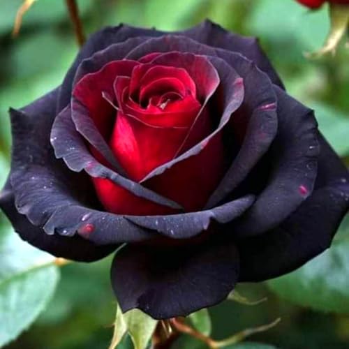 Selten Rosen-Rhizom, Überraschend wachsend, Winterhart Mehrjährig, Geeignet für Frühling und Herbst, Kein Gießen Erforderlich-5 Rhizom-E Selten Rosen-Rhizom, Überraschend wachsend, Winterhart Mehrjährig, Geeignet für Frühling und Herbst, Kein Gießen Erforderlich-5 Rhizom-E von KMIODS