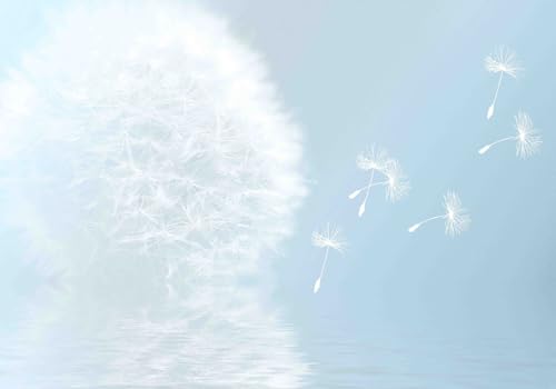 Vlies Fototapete Wandtapete Wandbilder Reine Weiße Pustenblumen 1591 (150(B) x 105(H) cm) von KN-COLLECTION