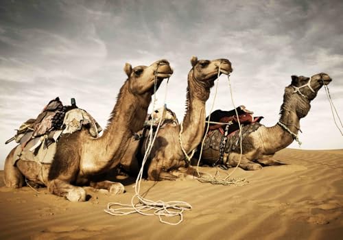 Vlies Fototapete Wandtapete Wandbilder Wandtapeten 3D Fototapete Kamel 1453 (250(B) x 175(H) cm) von KN-COLLECTION