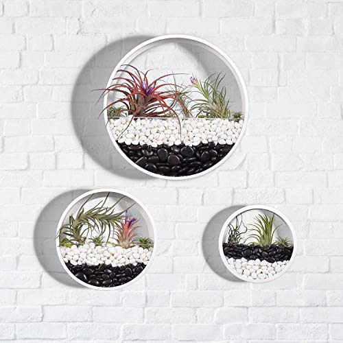 KNIKGLASS 3 Stück/Set Wandvasen Deko Übertopf für Zimmerpflanzen Sukkulenten Luftpflanzen Kakteen Kunstpflanzen und Mehr, Metall (Weiß) von KNIKGLASS