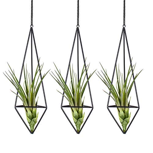 KnikGlass 3er Set Hängender Luftpflanzenhalter, Geometrische Pflanzenhänger, Metall Luftpflanzen Halter Wohnkultur für Tillandsia Luftpflanzen Decke oder Wanddekos (M, Schwarz) von KNIKGLASS