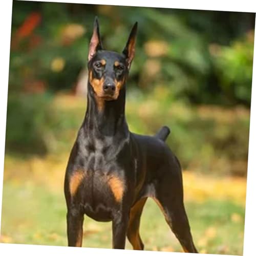 KOCKSHION Hund Ohrenstütze Aufsteller Kleber Hunde Ohrkorrektur Sticker Für Stehende Ohren Bei Welpen Und Kleinen Hunderassen Sanfte Ohrunterstützung Verletzung KOCKSHION Hund Ohrenstütze Aufsteller Kleber Hunde Ohrkorrektur Sticker Für Stehende Ohren Bei Welpen Und Kleinen Hunderassen Sanfte Ohrunterstützung Verletzung von KOCKSHION