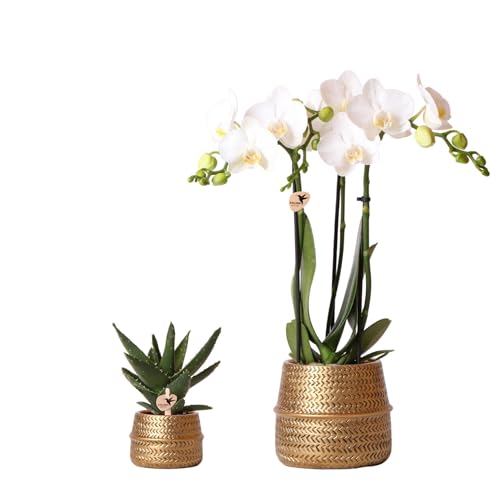 Kolibri Company - Pflanzenset Groove gold | Set mit weißer Phalaenopsis Orchidee Amabilis Ø9cm und grüner Sukkulente Aloe Brevifolia Ø6cm | inkl. goldenen Keramik-Ziertöpfen Kolibri Company - Pflanzenset Groove gold | Set mit weißer Phalaenopsis Orchidee Amabilis Ø9cm und grüner Sukkulente Aloe Brevifolia Ø6cm | inkl. goldenen Keramik-Ziertöpfen von KOLIBRI
