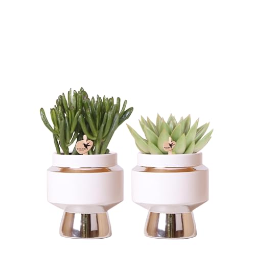 Kolibri Greens | Rhipsalis 2er Set Pflanzen in silbernen Le Chic Ziertöpfen - Keramik Topfgröße Ø9cm von KOLIBRI