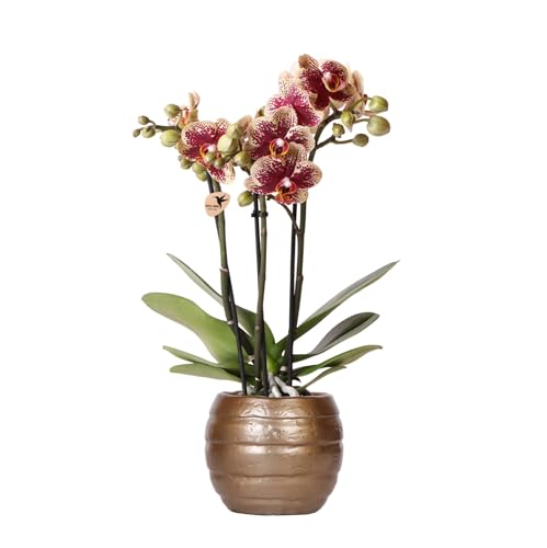 Kolibri Orchideen | Gelbe rote Phalaenopsis-Orchidee - Spanien - Topfgröße Ø9cm | blühende Zimmerpflanze - frisch vom Züchter von KOLIBRI
