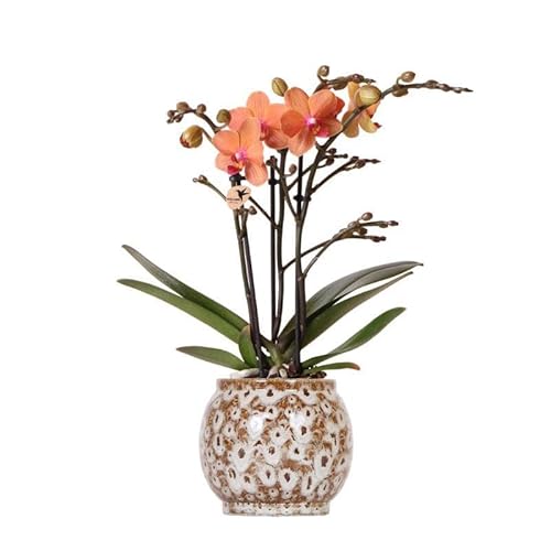 Kolibri Orchids | Orange Phalaenopsis Orchidee - Mineral Bolzano + Safari Topf - Topfgröße Ø9cm | blühende Zimmerpflanze - frisch vom Züchter von KOLIBRI