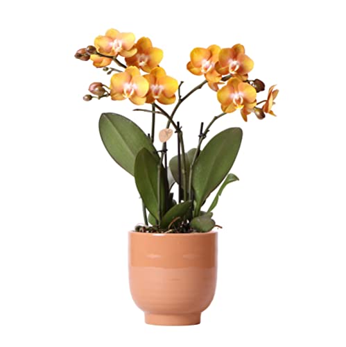 Kolibri Orchids | Orange Phalaenopsis-Orchidee Las Vegas im cognacfarbenen glasierten Topf - Topfgröße Ø12cm von KOLIBRI