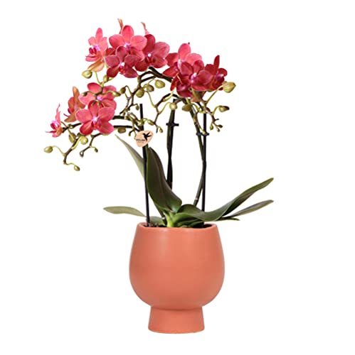 Kolibri Orchids | Rot/orange Phalaenopsis Orchidee - Kongo + Scandic Ziertopf Terracotta - Topfgröße Ø9cm - 40cm hoch | blühende Zimmerpflanze im Blumentopf - frisch vom Züchter von KOLIBRI