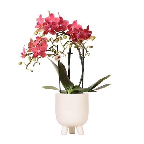 Kolibri Orchids | Rote Phalaenopsis Orchidee - Congo + Gummitopf Travertin - Topfgröße Ø9cm - 40cm hoch | blühende Zimmerpflanze im Blumentopf - frisch vom Züchter von KOLIBRI
