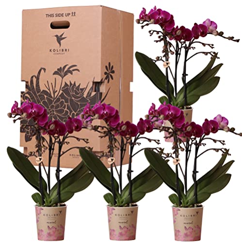 Kolibri Orchids - Überraschungsbox einfarbig - Pflanzen Vorteilsbox - Überraschungsbox mit 4 verschiedenen Orchideen - frisch vom Züchter von KOLIBRI