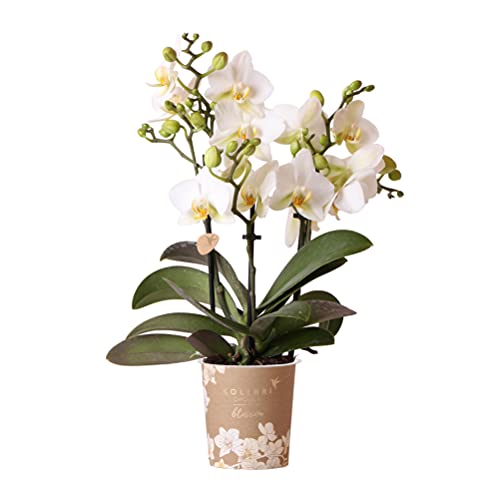 Kolibri Orchids | Weiße Phalaenopsis-Orchidee - Lausanne - Topfgröße Ø9cm | Blühende Zimmerpflanze - frisch vom Züchter von KOLIBRI