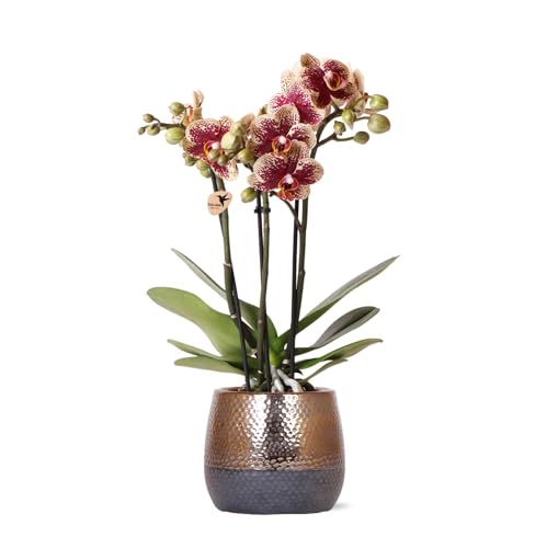 Kolibri Orchids | gelb rote Phalaenopsis Orchidee - Spanien + Elite Ziertopf Kupfer - Topfgröße Ø9cm - 40cm hoch | blühende Zimmerpflanze im Blumentopf - frisch vom Züchter von KOLIBRI