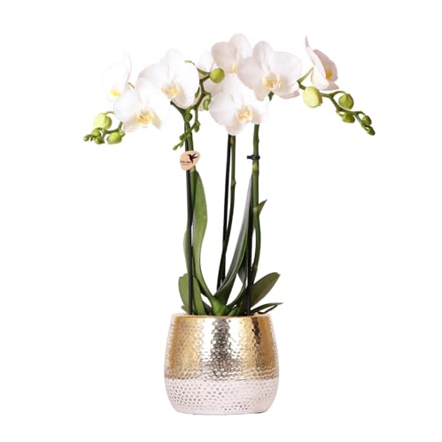 Kolibri Orchids | weiße Phalaenopsis Orchidee - Amabilis + Elite Topf Gold - Topfgröße Ø9cm - 40cm hoch | blühende Zimmerpflanze im Blumentopf - frisch vom Züchter von KOLIBRI