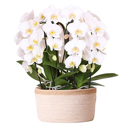 Kolibri Orchids | weißes Orchideen-Set im Baumwollkorb inkl. Wassertank | drei geschwungene weiße Orchideen Niagara Fall 12cm | Mono Bouquet weiß mit Selbstversorger von KOLIBRI