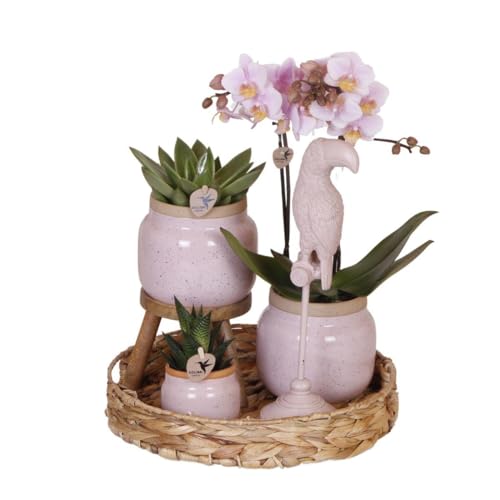 Komplettes Pflanzenset Romantik | Grünpflanzen mit rosa Phalaenopsis-Orchidee inkl. Keramik-Ziertöpfe und Zubehör von KOLIBRI