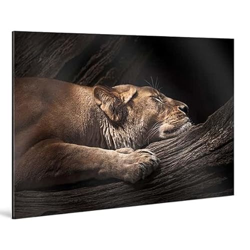 KOLLEKTION WIEDEMANN Schlafende Löwin von Manfred Spies Tiere Seidenmatt Fotografie Schlafzimmer Wohnzimmer Esszimmer 150 x 100 cm KOLLEKTION WIEDEMANN Schlafende Löwin von Manfred Spies Tiere Seidenmatt Fotografie Schlafzimmer Wohnzimmer Esszimmer 150 x 100 cm von KOLLEKTION WIEDEMANN