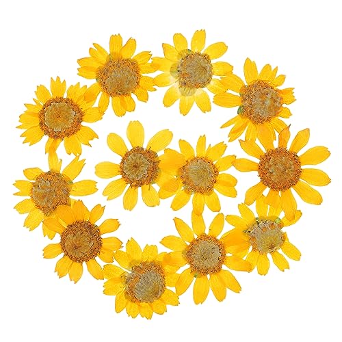 KONTONTY 24 Stück Getrocknete Margeriten Blumen Gepresste Blumen für Resin Scrapbooking und DIY Bastelprojekte Natürliche Bastelmaterialien für Kreative von KONTONTY