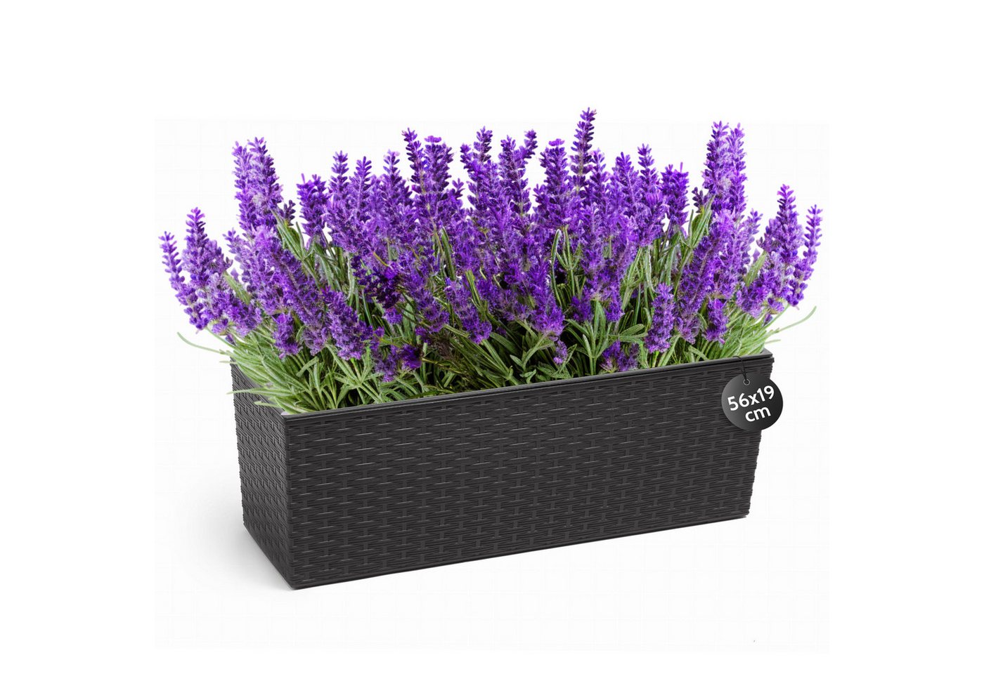 KONZEPT Balkonkasten Hochwertige Blumenkasten Rattan-Optikin, rechteckig 56 x 19 cm, Balkonkasten ideal fur Balkon, Terrasse, Fensterbank KONZEPT Balkonkasten Hochwertige Blumenkasten Rattan-Optikin, rechteckig 56 x 19 cm, Balkonkasten ideal fur Balkon, Terrasse, Fensterbank von KONZEPT