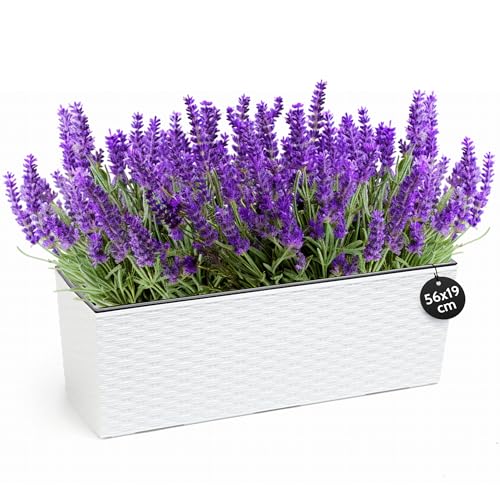 KONZEPT Hochwertige Blumenkasten Rattan-Optik in Weiß, rechteckig 56 x 19 cm, Balkonkasten ideal fur Balkon, Terrasse, Fensterbank KONZEPT Hochwertige Blumenkasten Rattan-Optik in Weiß, rechteckig 56 x 19 cm, Balkonkasten ideal fur Balkon, Terrasse, Fensterbank von KONZEPT