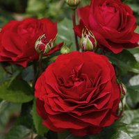 KORDES ROSEN Beetrose, Rosa »Bordeaux®«, Blüte: rot, gefüllt von KORDES ROSEN