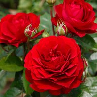 KORDES ROSEN Beetrose, Rosa »Bordeaux®«, Blüte: rot, gefüllt von KORDES ROSEN