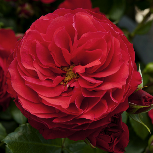 KORDES ROSEN Beetrose, Rosa »Cherry Girl®«, Blüte: rot, gefüllt von KORDES ROSEN