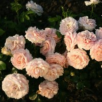KORDES ROSEN Beetrose, Rosa »Cremosa®«, Blüte: apricot, gefüllt von KORDES ROSEN