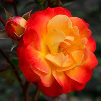 KORDES ROSEN Beetrose, Rosa »Firebird®«, Blüte: gelb, gefüllt von KORDES ROSEN