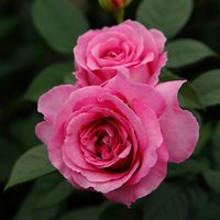 KORDES ROSEN Beetrose, Rosa »Fräulein Maria«, Blüte: rosa/pink, gut gefüllt von KORDES ROSEN