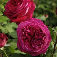 KORDES ROSEN Beetrose, Rosa »Freifrau Caroline®«, Blüte: rosa/pink, gefüllt von KORDES ROSEN