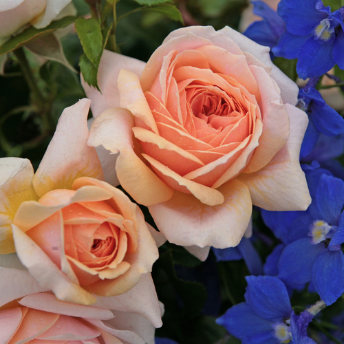 KORDES ROSEN Beetrose, Rosa »Garden of Roses®«, Blüte: rosa, gefüllt von KORDES ROSEN