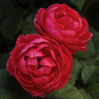 KORDES ROSEN Beetrose, Rosa »Gartenprinzessin Marie-Jose®«, Blüte: rosarot, gefüllt von KORDES ROSEN