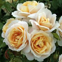 KORDES ROSEN Beetrose, Rosa »Lions-Rose®«, Blüte: cremeweiß, gefüllt - weiss von KORDES ROSEN