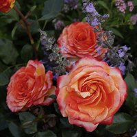 KORDES ROSEN Beetrose, Rosa »Meteor®«, Blüte: mehrfarbig, stark gefüllt - bunt von KORDES ROSEN