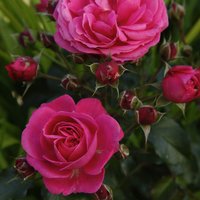 KORDES ROSEN Beetrose, Rosa »Moin Moin®«, Blüte: rosa, gefüllt von KORDES ROSEN