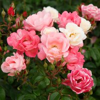 KORDES ROSEN Beetrose, Rosa »Roseromantic®«, Blüten: weiß/rosa - orange von KORDES ROSEN