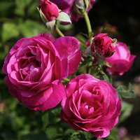 KORDES ROSEN Edelrose, Rosa »Carmen Würth™«, Blüte: pink, gefüllt von KORDES ROSEN
