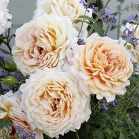 KORDES ROSEN Edelrose, Rosa »Grossherzogin Luise®«, Blüte: apricot, gefüllt von KORDES ROSEN