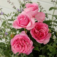 KORDES ROSEN Edelrose, Rosa »Königin Marie®«, Blüte: rosa, gefüllt von KORDES ROSEN