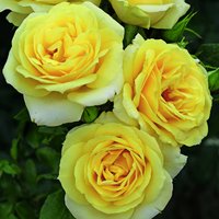 KORDES ROSEN Edelrose, Rosa »Limona®«, Blüte: hellgelb, gefüllt von KORDES ROSEN