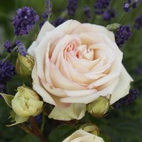 KORDES ROSEN Edelrose, Rosa »Madame Anisette®«, Blüte: creme, gefüllt - beige von KORDES ROSEN