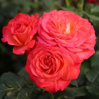 KORDES ROSEN Edelrose, Rosa »Vulcano®«, Blüte: mehrfarbig, gut gefüllt - rot von KORDES ROSEN