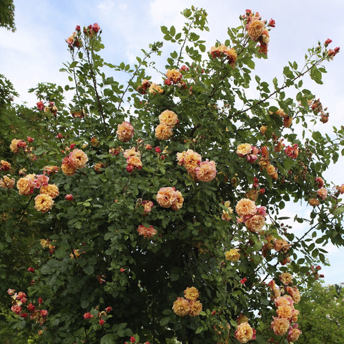 KORDES ROSEN Kletterrose, Rosa  »Aloha®«, Blütenfarbe: apricot - orange von KORDES ROSEN