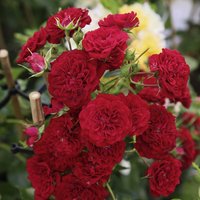 KORDES ROSEN Kletterrose, Rosa  »‘Crimson‘ Siluetta®«, Blütenfarbe: rot von KORDES ROSEN