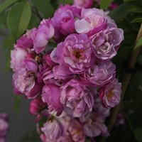 KORDES ROSEN Kletterrose, Rosa  »‘Lavender‘ Siluetta®«, Blütenfarbe: flieder - lila von KORDES ROSEN