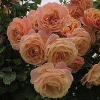 KORDES ROSEN Kletterrose, Rosa  »Peach Melba®«, Blütenfarbe: apricot - orange von KORDES ROSEN